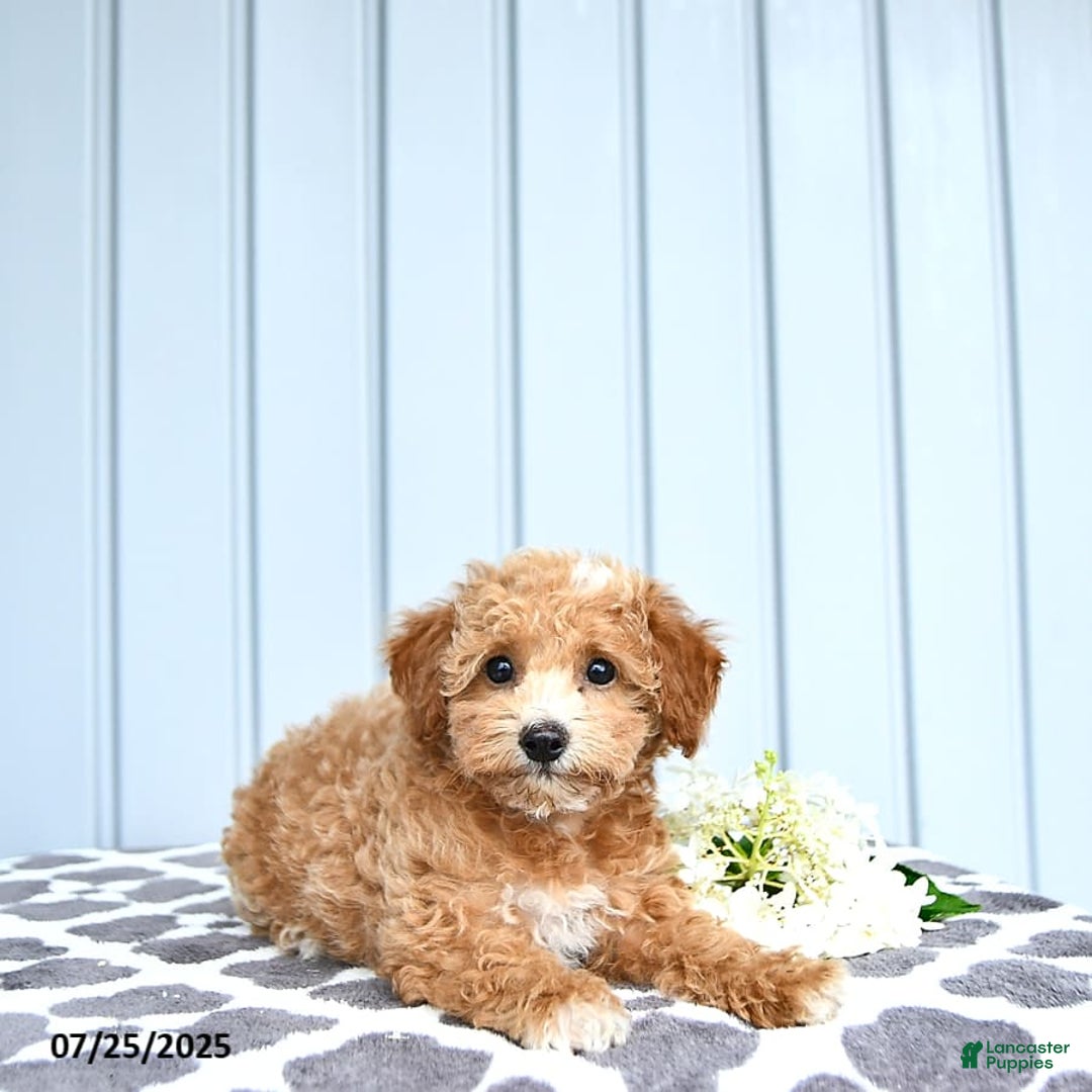 Toy Poodle dogs for sale: Kai - Image 10