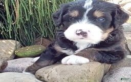 Mini Bernedoodle dogs for sale: Shiloh - Image 15