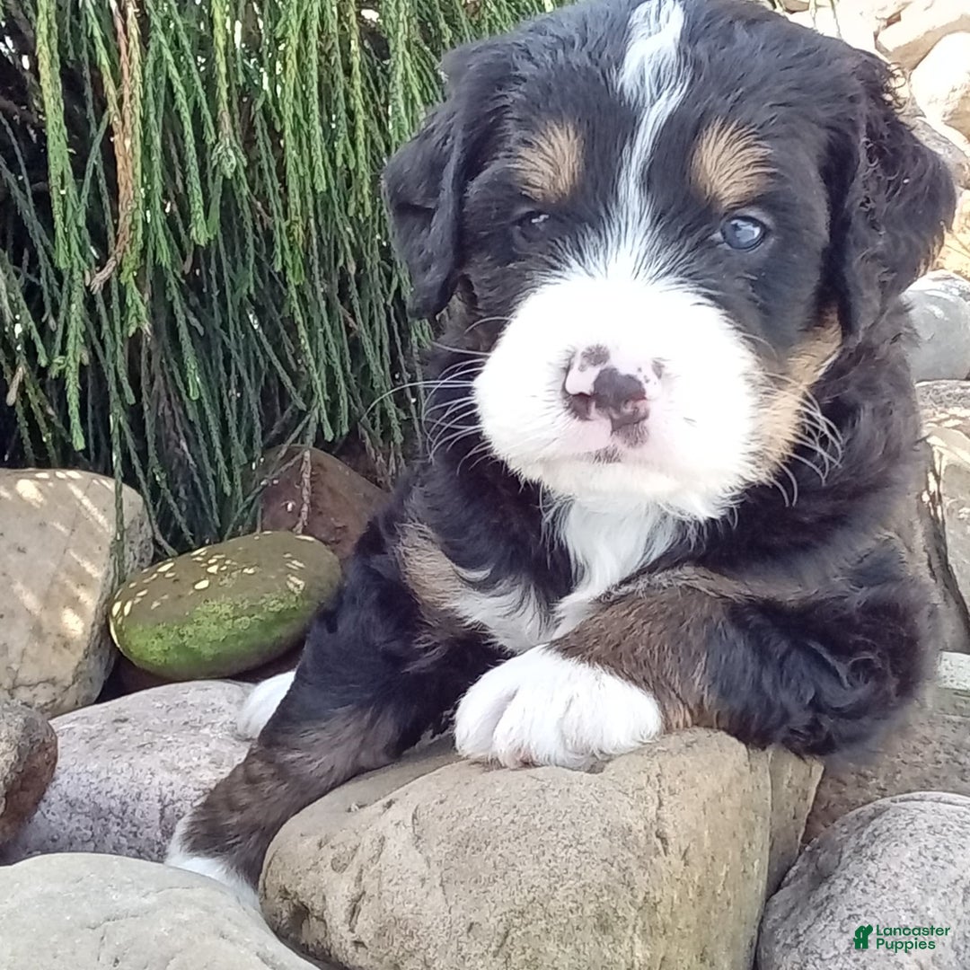 Mini Bernedoodle dogs for sale: Shiloh - Image 15