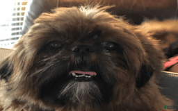 Shih Tzu dogs for sale: Lilly - Image 5