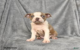 Boston Terrier dogs for sale: Leo - Image 3