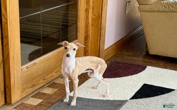 Italian Greyhound dogs for sale: Heather - Image 8
