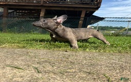 French Bulldog dogs for sale: Avery - Image 11