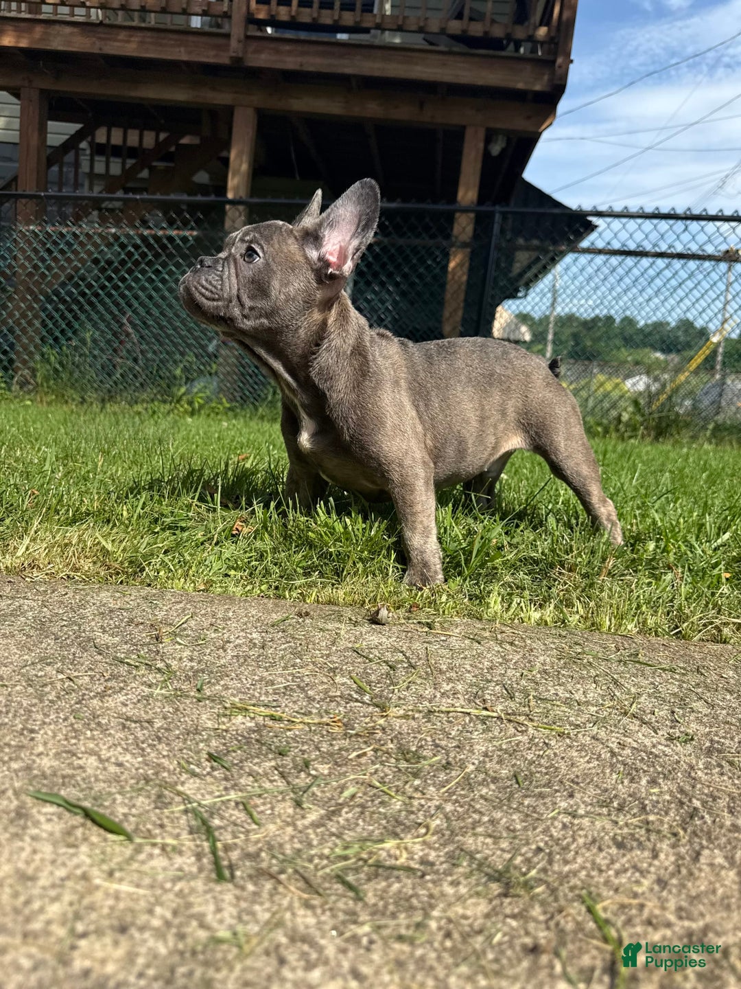 French Bulldog dogs for sale: Avery - Image 11