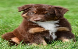 Australian Shepherd dogs for sale: CoCo - Image 5