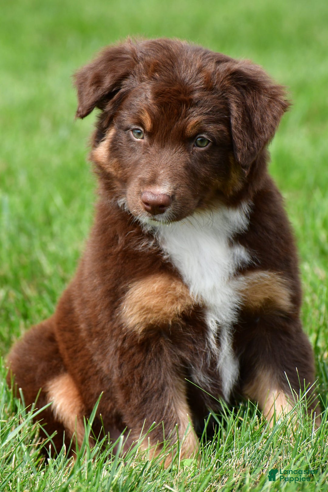 Australian Shepherd dogs for sale: CoCo - Image 5