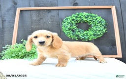Dachshund dogs for sale: Benson - Image 5