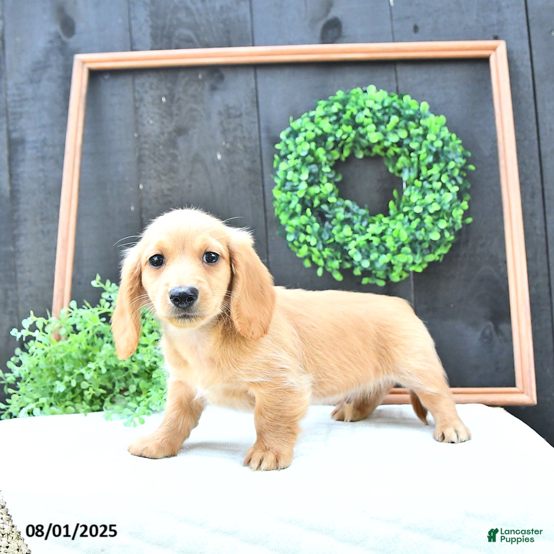 Dachshund dogs for sale: Benson - Image 5