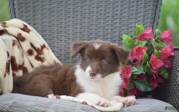 Border Collie dogs for sale: Brittney - Image 3