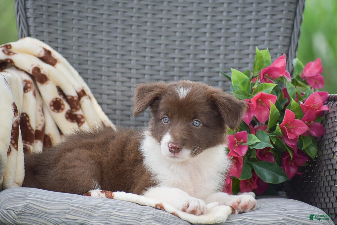 Border Collie dogs for sale: Brittney - Image 3