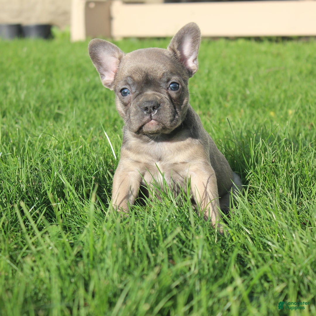 French Bulldog dogs for sale: French Bulldog 3 puppies - Image 43