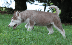 Siberian Husky dogs for sale: Reno - Image 8