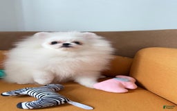 Pomeranian dogs for sale: Adam - Image 4
