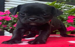 Puggle dogs for sale: Enzo - Image 6