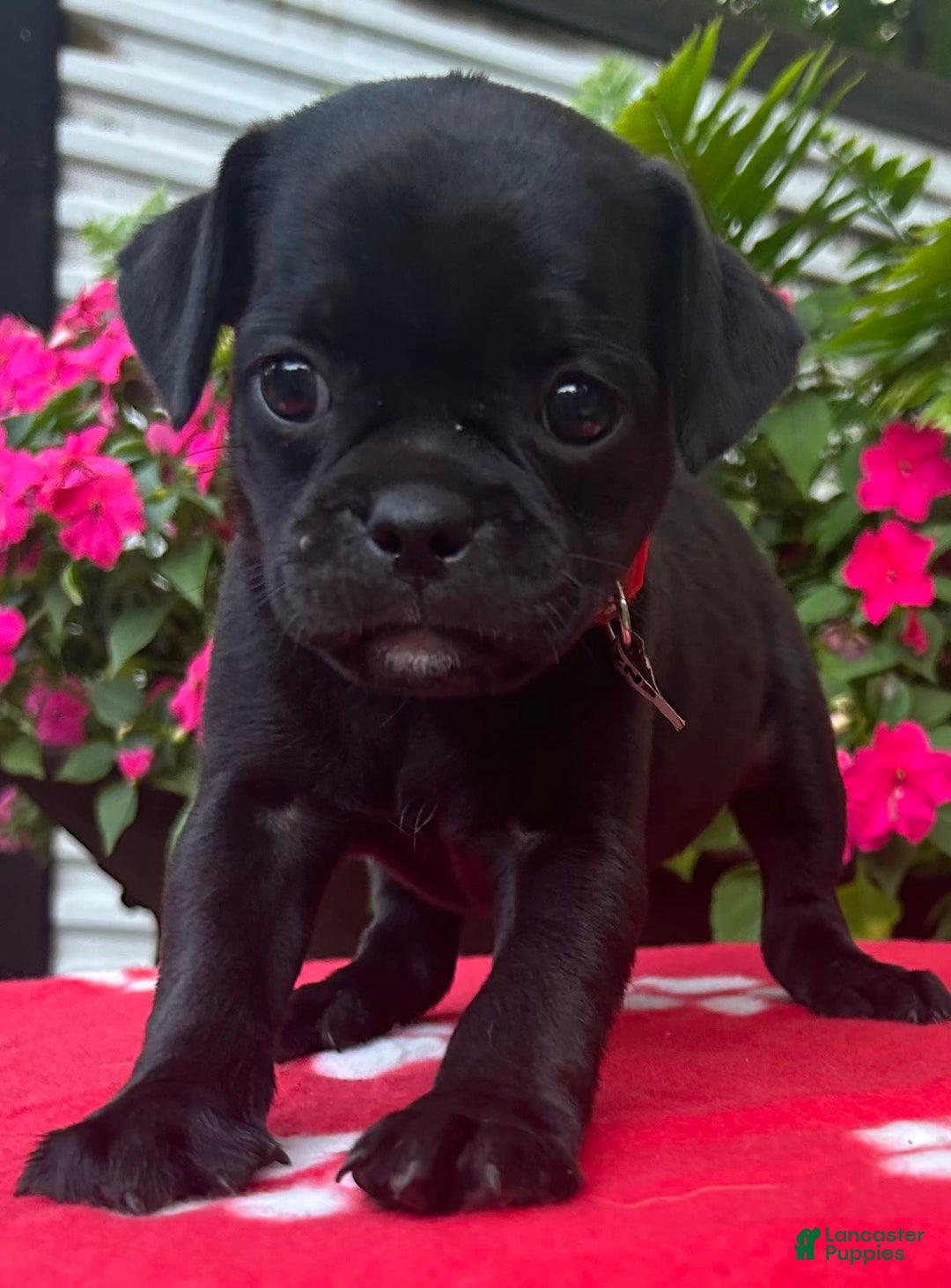 Puggle dogs for sale: Enzo - Image 6