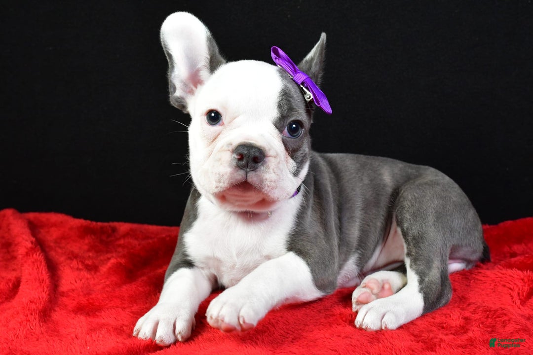Frenchton dogs for sale: Faye - Image 7