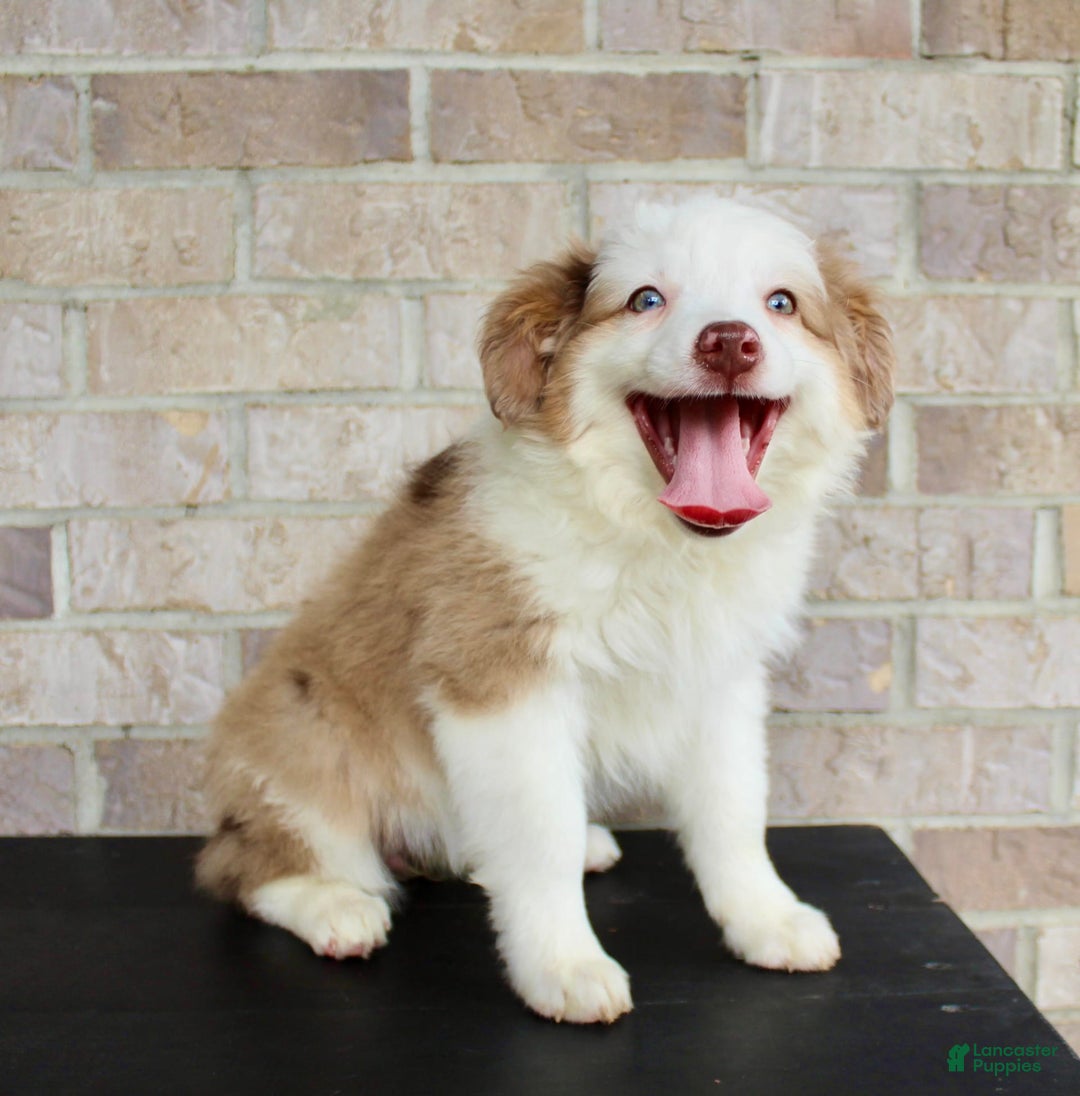 Cockapoo dogs for sale: Biscuit - Image 6