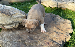American Pit Bull Terrier dogs for sale: Russ - Image 12