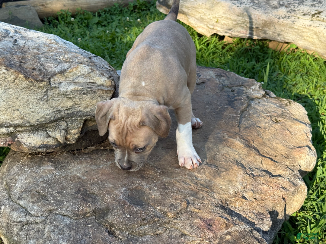 American Pit Bull Terrier dogs for sale: Russ - Image 12