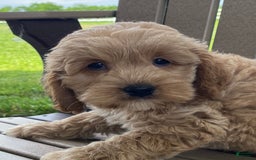Cockapoo dogs for sale: Nero - Image 4