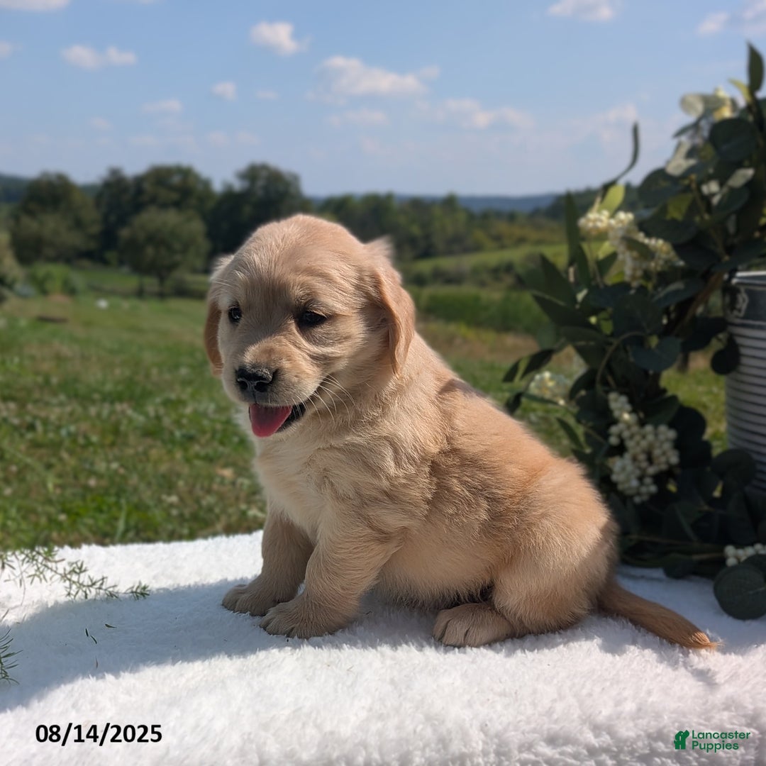 Golden Retriever dogs for sale: Millie - Image 5