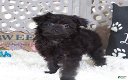 Pomapoo dogs for sale: Knight - Image 4