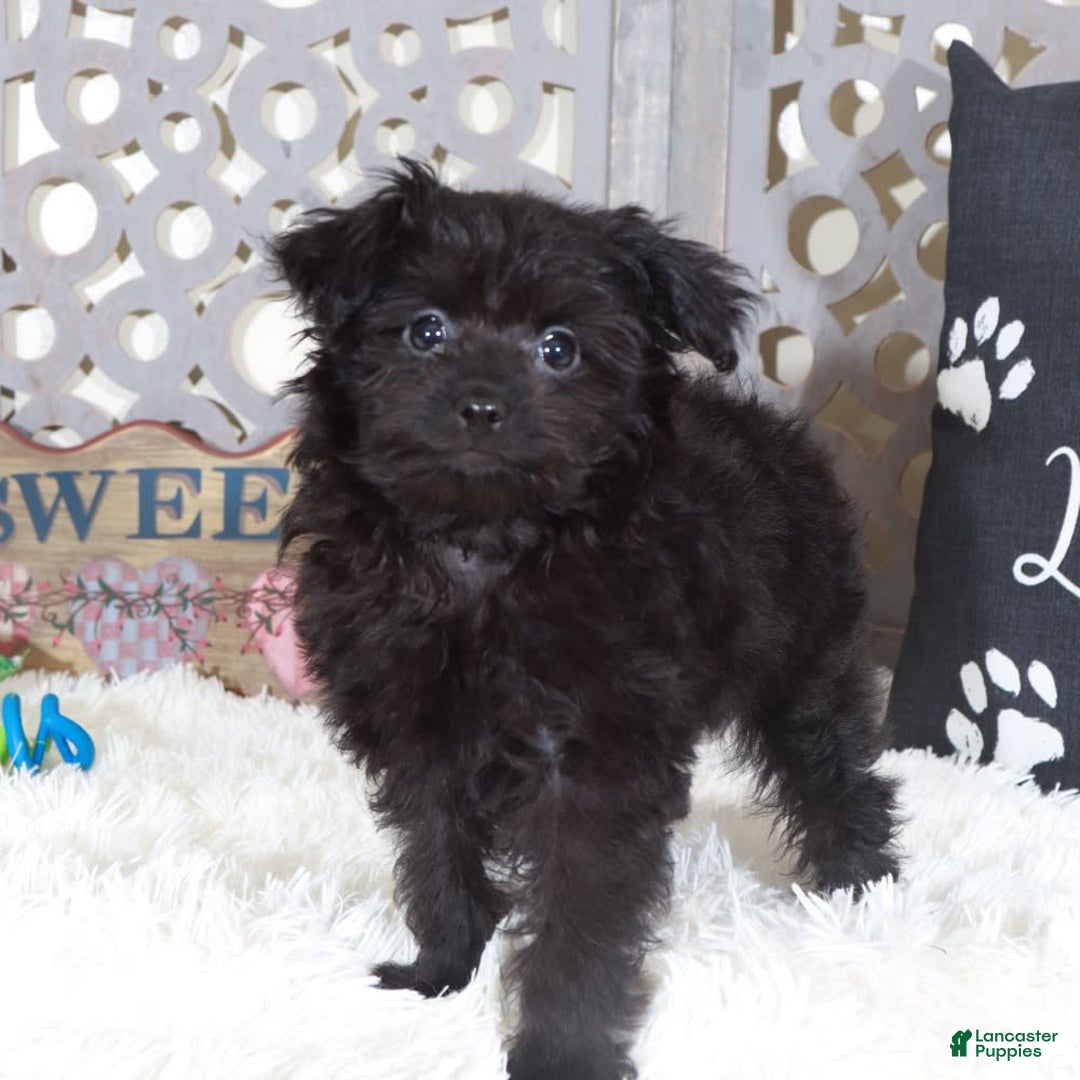 Pomapoo dogs for sale: Knight - Image 4