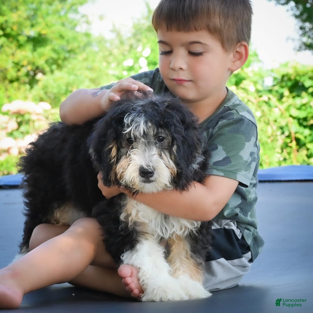 Mini Bernedoodle dogs for sale: Marcy - Image 4