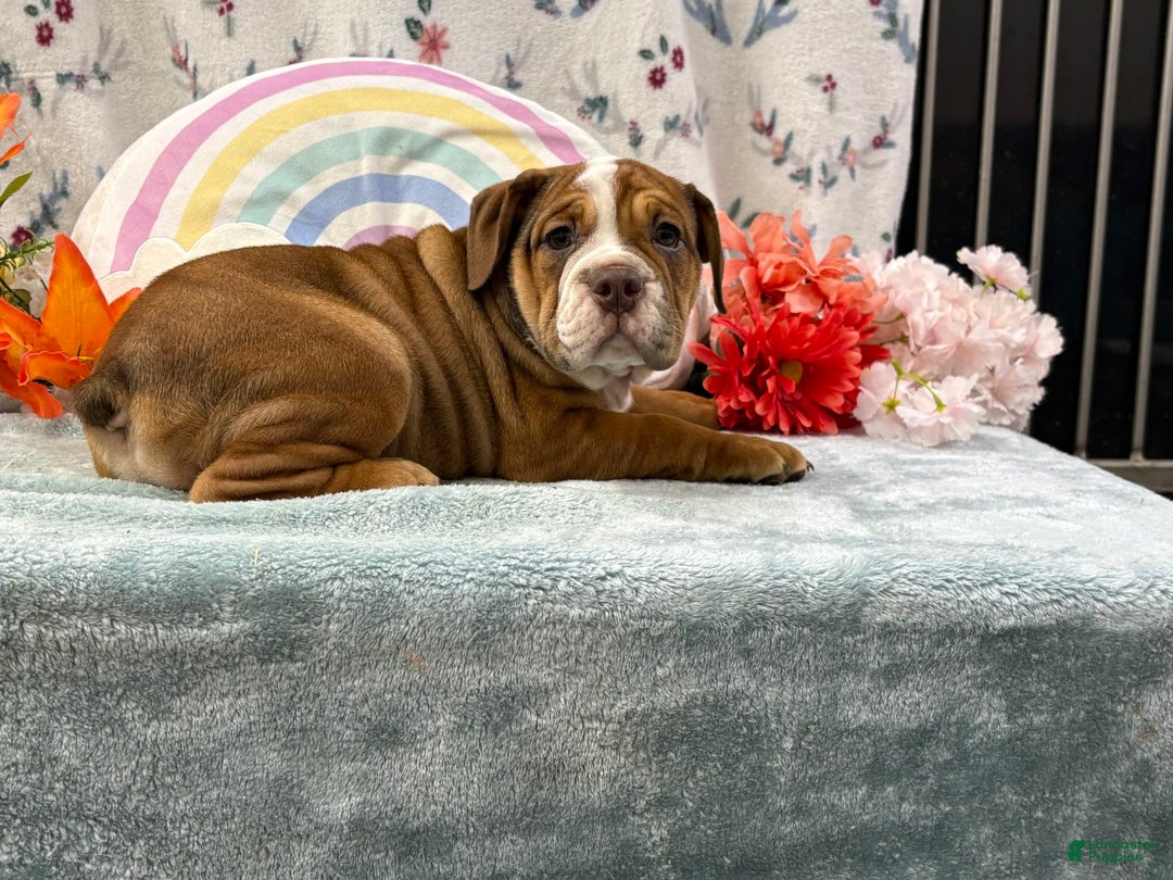 English Bulldog dogs for sale: Kayla 6830 - Image 3