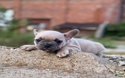French Bulldog dogs for sale: Bruno - Image 2