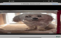 Maltese dogs for sale: Peaches - Image 6