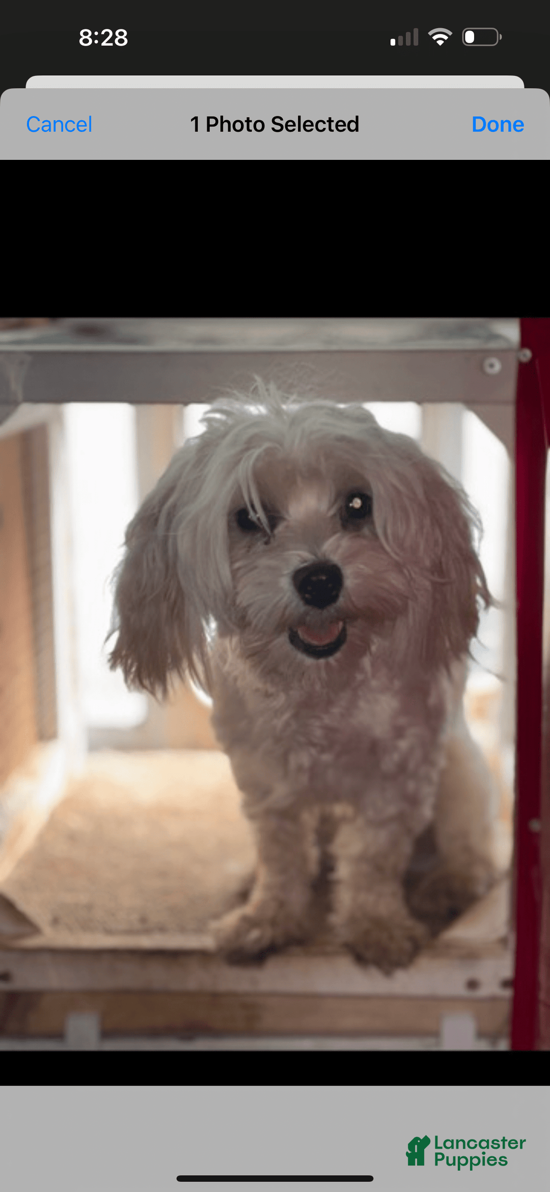 Maltese dogs for sale: Peaches - Image 6