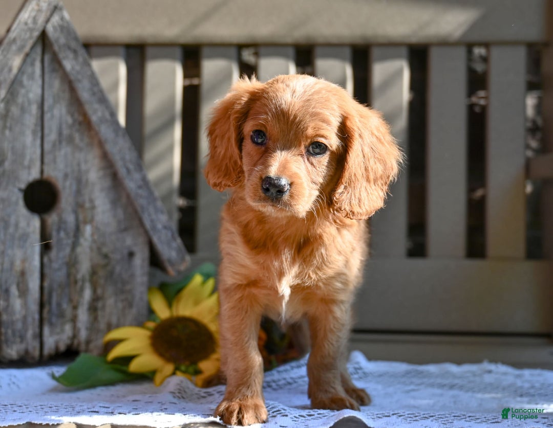 Cavapoo dogs for sale: Ryan - Image 4