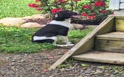 English Springer Spaniel dogs for sale: Jonie - Image 13