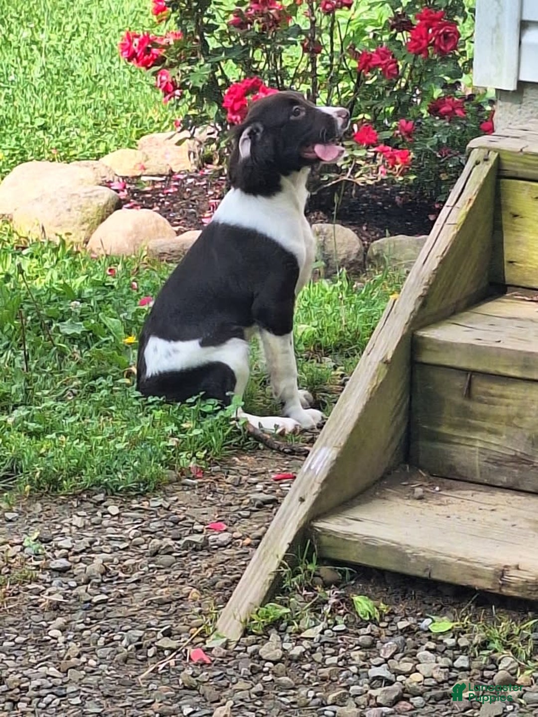 English Springer Spaniel dogs for sale: Jonie - Image 13