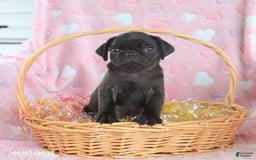 Pug dogs for sale: Ava - Image 3