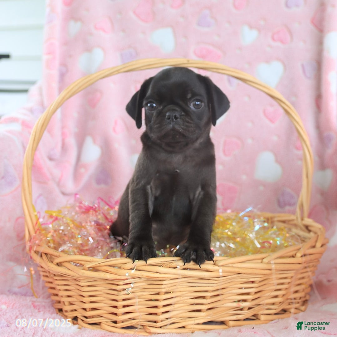 Pug dogs for sale: Ava - Image 3