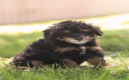 Mini Bernedoodle dogs for sale: Marshall - Image 6