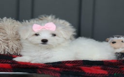 Maltese dogs for sale: Samantha - Image 5
