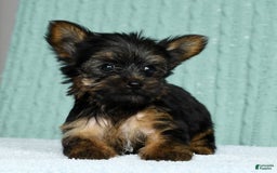 Yorkshire Terrier dogs for sale: Austin - Image 6