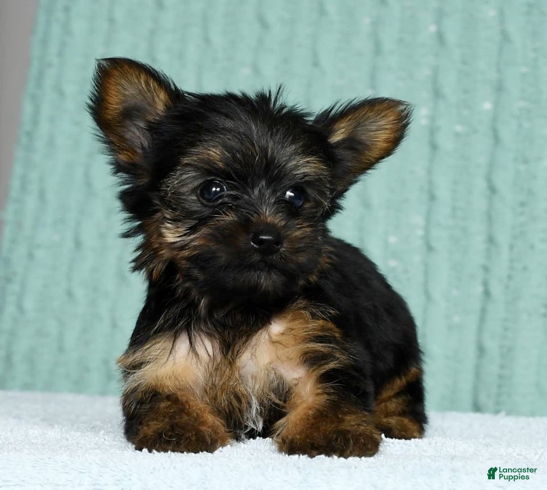 Yorkshire Terrier dogs for sale: Austin - Image 6