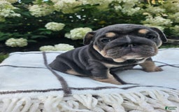 English Bulldog dogs for sale: Dolly - Image 4