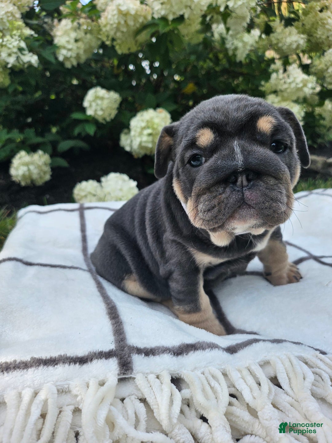 English Bulldog dogs for sale: Dolly - Image 4