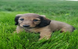 Dachshund dogs for sale: Lena - Image 19