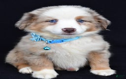 Miniature Australian Shepherd dogs for sale: Treasure - Image 2