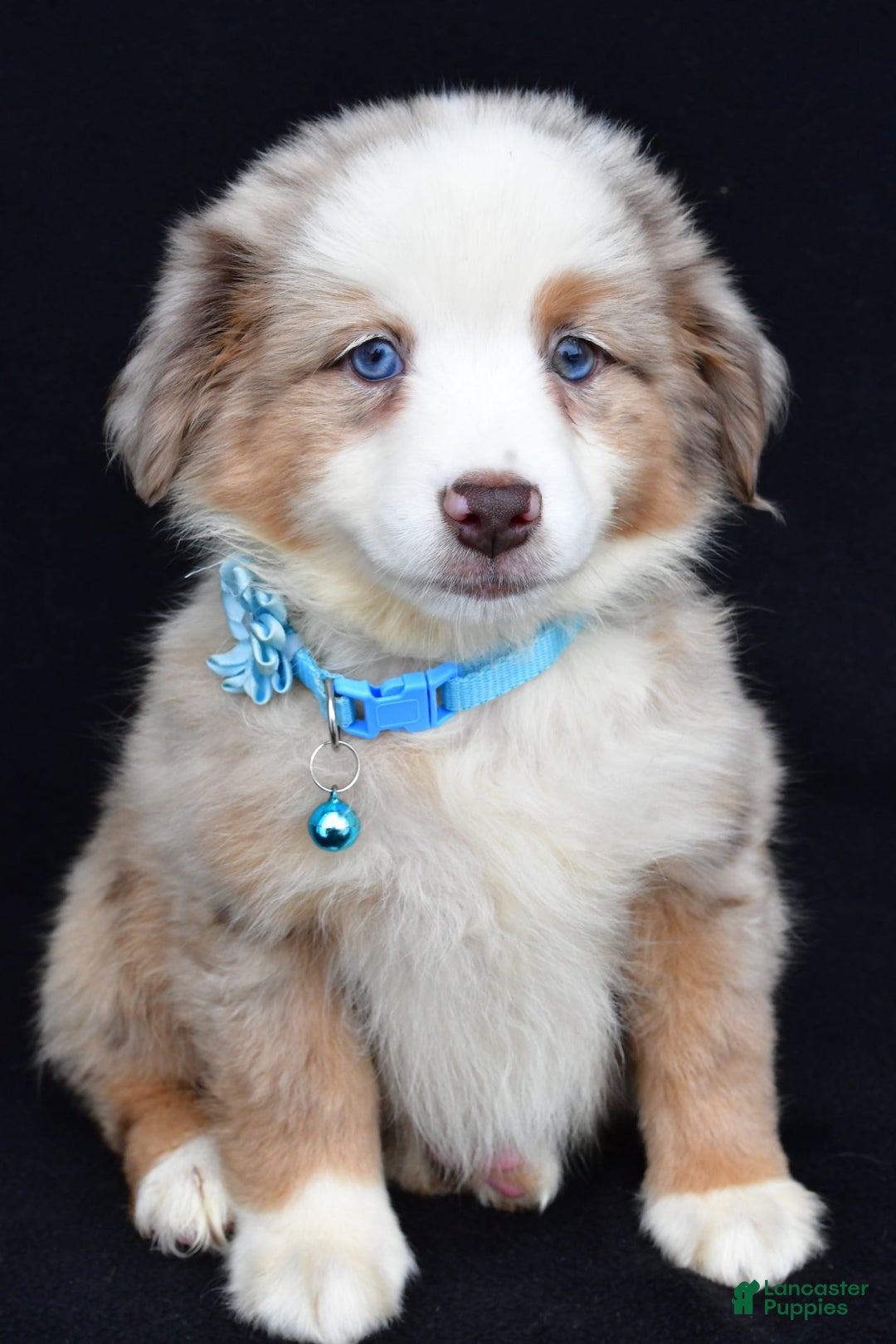 Miniature Australian Shepherd dogs for sale: Treasure - Image 2
