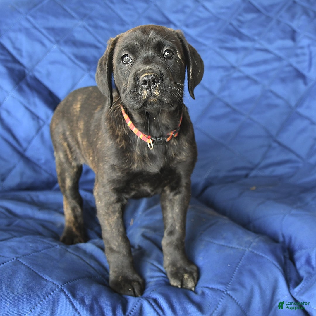 Cane Corso dogs for sale: Mia - Image 3