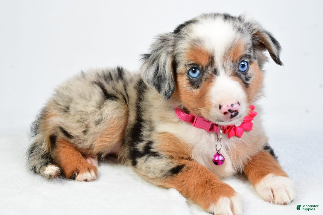 Miniature Australian Shepherd dogs for sale: Shelly - Image 10