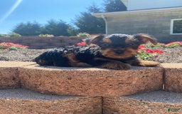 Yorkshire Terrier dogs for sale: Austin - Image 9