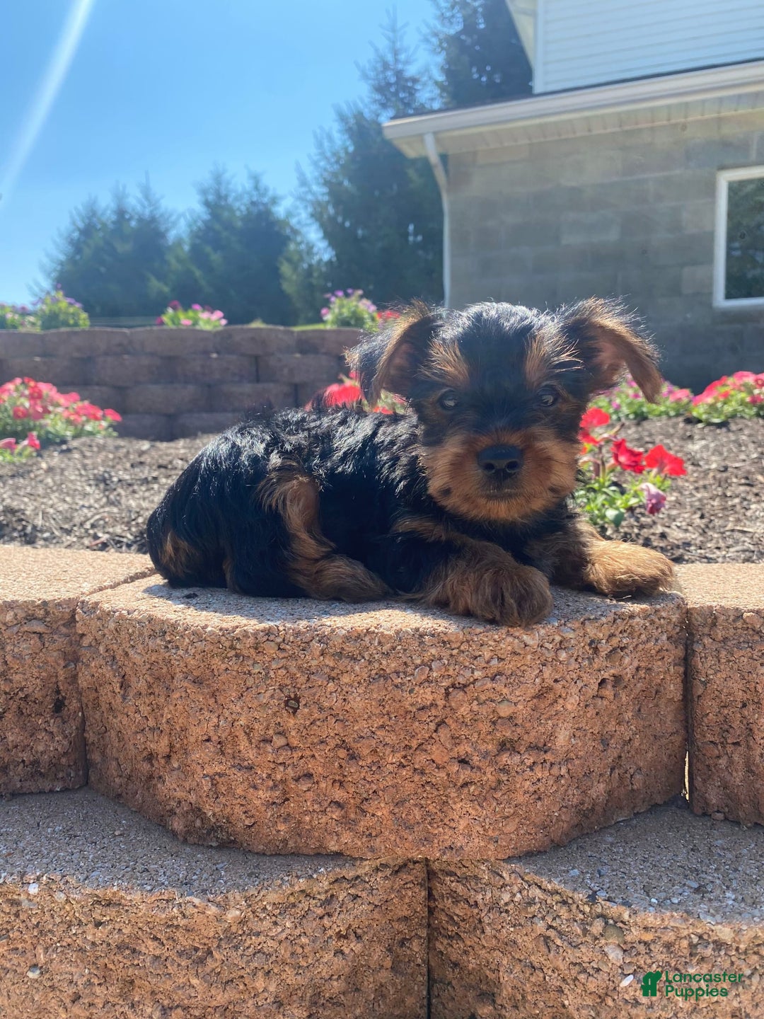 Yorkshire Terrier dogs for sale: Austin - Image 9